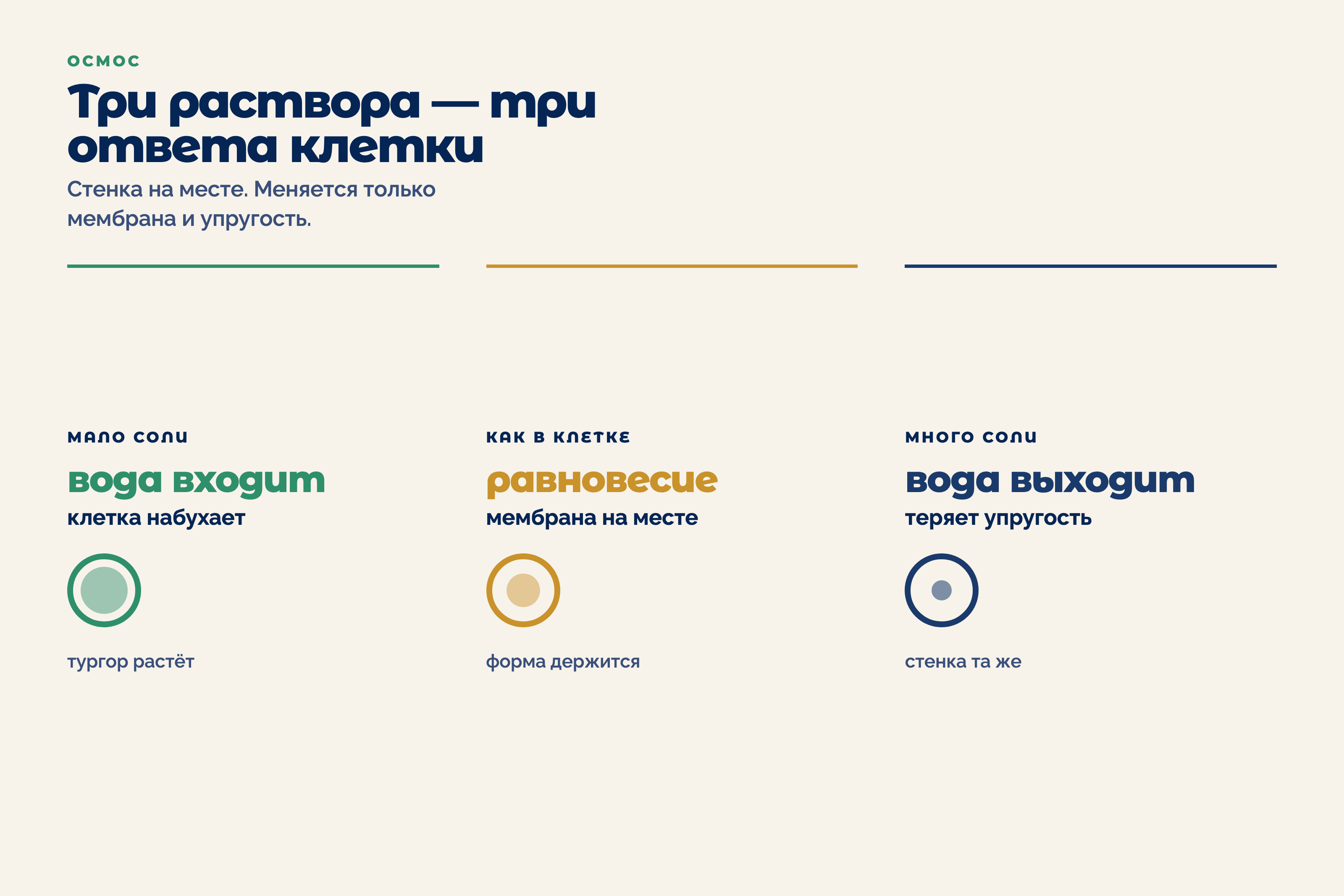 Три клетки в растворах разной концентрации соли